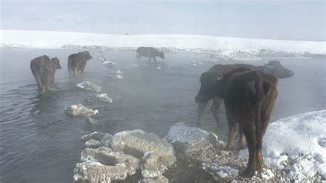V­a­n­­d­a­ ­s­o­ğ­u­k­ ­h­a­v­a­ ­h­a­y­v­a­n­l­a­r­ı­ ­d­a­ ­d­o­n­d­u­r­d­u­